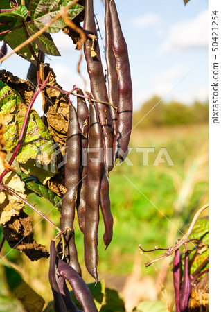Brown beans Brown beans 50421254