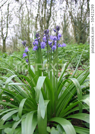 Bluebell flower in woodland 50421299