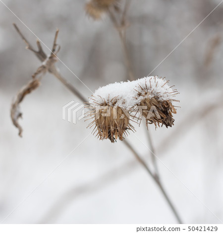 Dried thorns are covered with snow Dried thorns are covered with snow 50421429