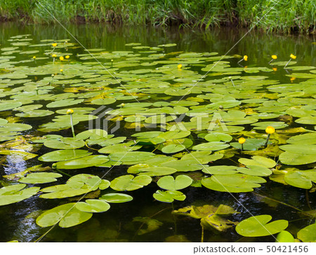 Yellow water lilies are preparing to bloom. The River Ay, Urals, Russia 50421456