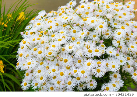 Flowerbed of daisies with small petals Flowerbed of daisies with small petals 50421459