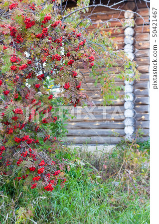 A small tree of Rowan on the background of old wooden house A small tree of Rowan on the background of old wooden house 50421467