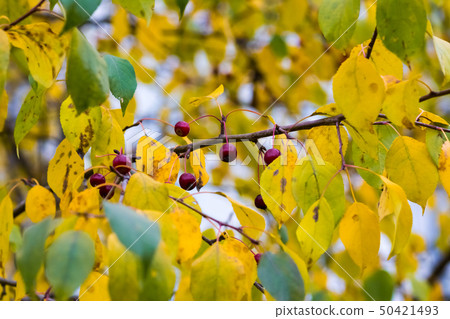 Small dark red apples on a branch with yellow and green leaves Small dark red apples on a branch with yellow and green leaves 50421493