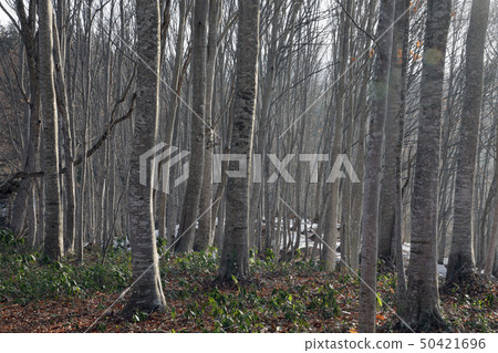 春天山毛櫸森林治療森林福島縣Shiomi鎮 春天山毛櫸森林治療森林福島縣Shiomi鎮 50421696