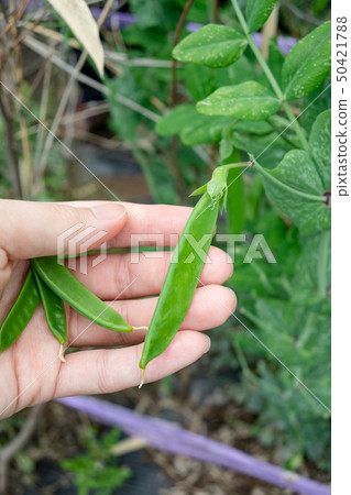 Harvest of silk sheath Harvest of silk sheath 50421788