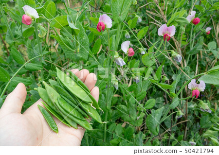 絲綢鞘的收穫 50421794