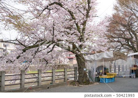 Gifu Prefecture Takayama City Miyagawa morning market Spring Gifu Prefecture Takayama City Miyagawa morning market Spring 50421993