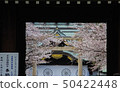 靖國神社和櫻花 50422448