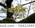 櫻花背光 50422449