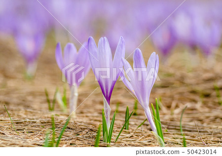 Early spring flowers, a carpet of wild crocuses in bloom 50423014