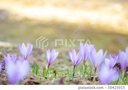 Wild Crocuses in Bloom, in a meadow 50423015