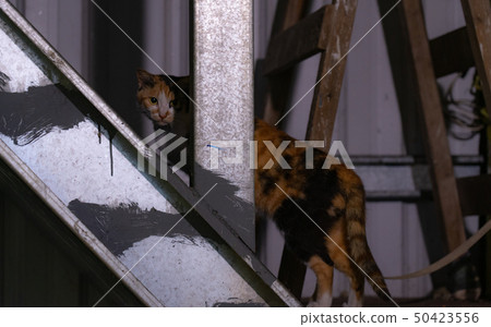 Taiwan's cat 50423556