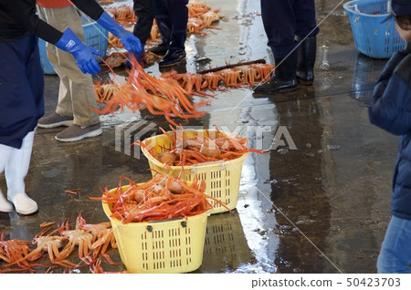 螃蟹系列4 50423703