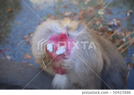 猴子屁股 猴子屁股 50423986