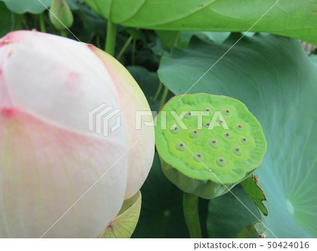蓮花真的 蓮花真的 50424016