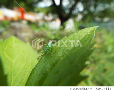 Yabukiri幼蟲 Yabukiri幼蟲 50424114