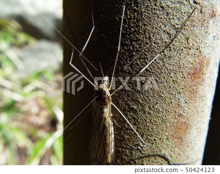 Elephant gangambo 50424123