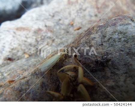 綠色石斑魚 綠色石斑魚 50424144