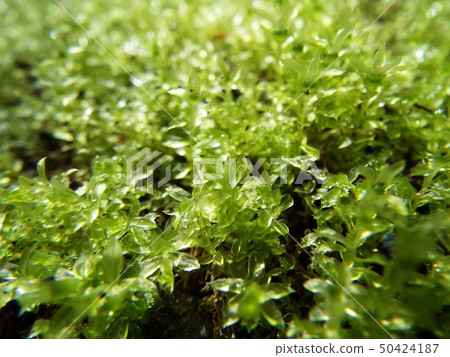 Fresh green Fresh green 50424187