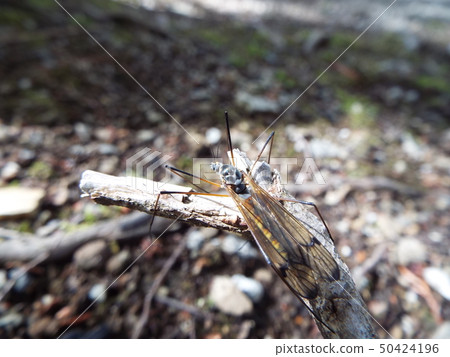 Omagiba Gambo 50424196