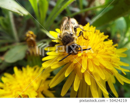 Swallowtail bear bunch 50424219