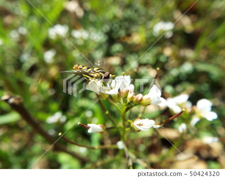 平田禁忌 50424320