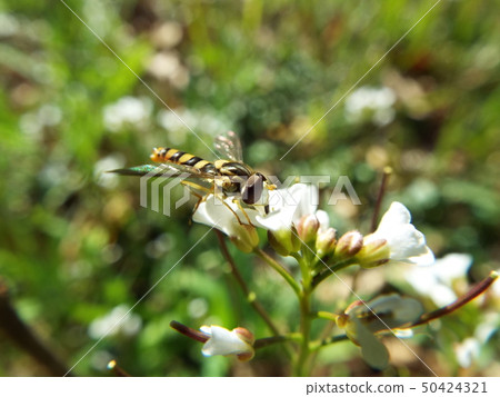 平田禁忌 50424321