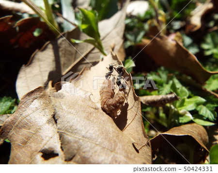 螞蟻湧向昆蟲的屍體 50424331
