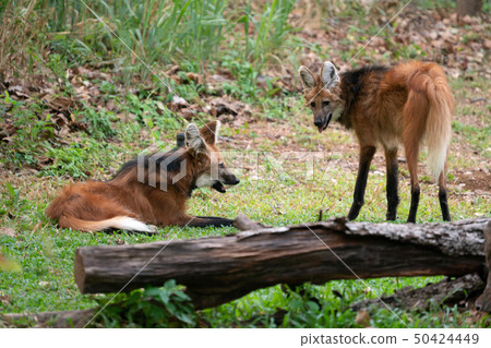 Maned wolf ( Chrysocyon brachyurus ) Maned wolf ( Chrysocyon brachyurus ) 50424449