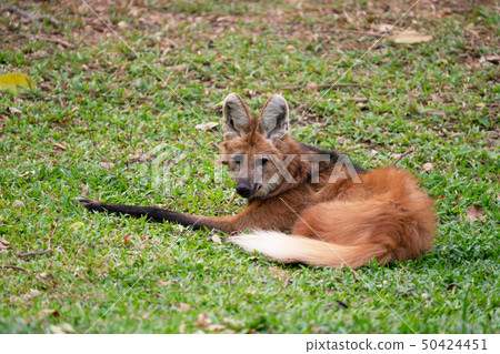 Maned wolf ( Chrysocyon brachyurus ) Maned wolf ( Chrysocyon brachyurus ) 50424451