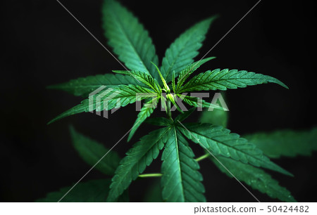 Marijuana leaves Marijuana leaves 50424482