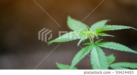 Marijuana leaves 50424483