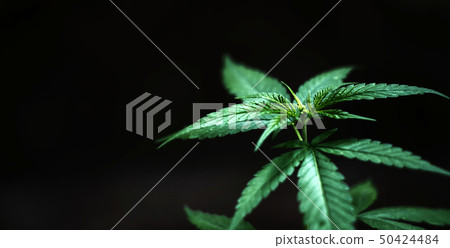 Marijuana leaves Marijuana leaves 50424484