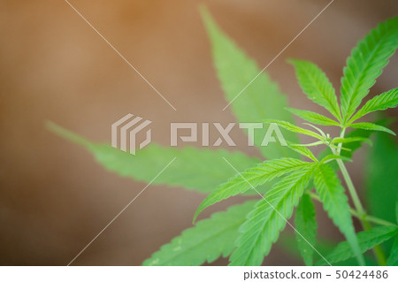 Marijuana leaves 50424486