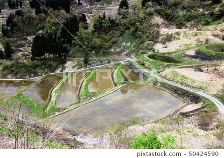 Rice terraces in spring in Yamakoshi village 50424590