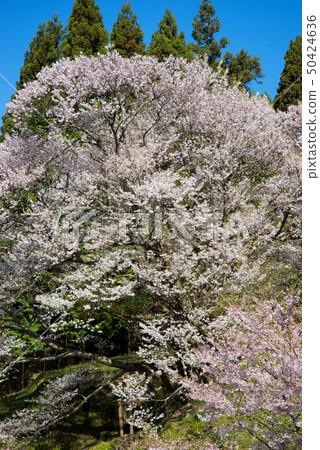 櫻桃樹 50424636