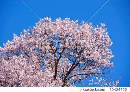 櫻桃樹 50424760