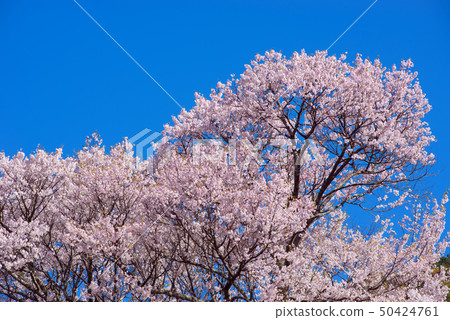 櫻桃樹 50424761