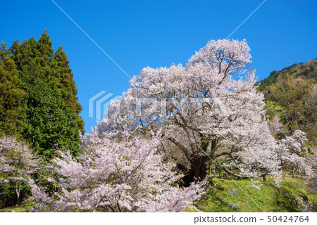 櫻桃樹 50424764