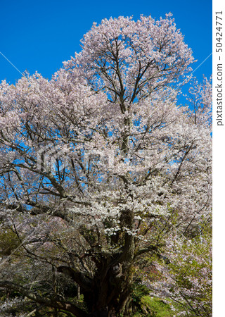 櫻桃樹 50424771