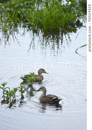 游泳鴨 50424928
