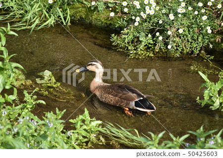 A duck swimming in the river A duck swimming in the river 50425603