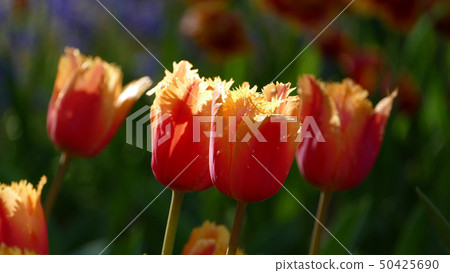 鬱金香Lambada 50425690