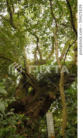 Giant tree "Yamamo" of Kaiju Sanji Temple 50425839