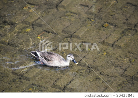 Swim duck Swim duck 50425845