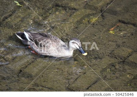 Swim duck 50425846