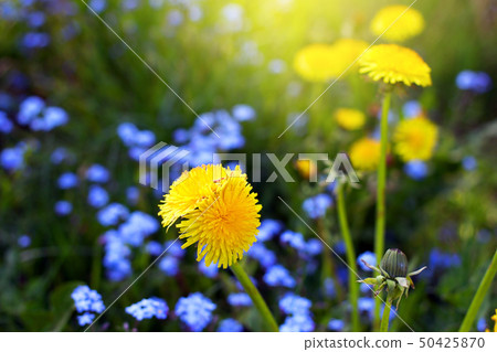 Mutant dandelion among flowers Mutant dandelion among flowers 50425870