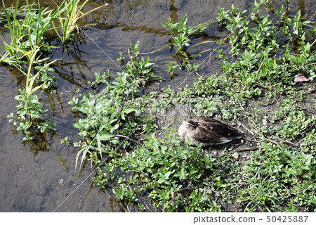 Duck sleeping 50425887