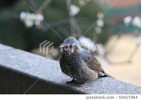 一隻白頭小雞 50425964