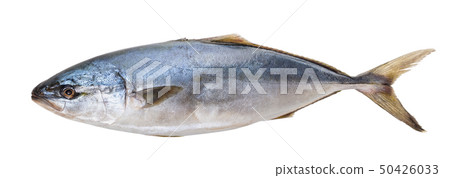 raw tuna fish 50426033